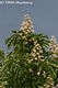 Aesculus hippocastanum L. - Vadgesztenye