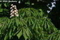 Aesculus hippocastanum L. - Vadgesztenye