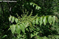 Ailanthus altissima (Mill.) Swingle - Bálványfa