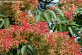 Ailanthus altissima (Mill.) Swingle - Blvnyfa