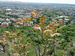 Ailanthus altissima (Mill.) Swingle - Blvnyfa