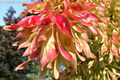 Ailanthus altissima (Mill.) Swingle - Blvnyfa