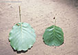 Alnus glutinosa (L.) Gaertn. - Enyves ger