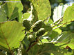 Alnus glutinosa (L.) Gaertn. - Enyves ger