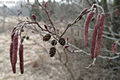 Alnus glutinosa (L.) Gaertn. - Enyves ger