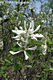 Amelanchier ovalis Medik. - Fanyarka