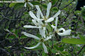 Amelanchier ovalis Medik. - Fanyarka