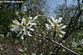 Amelanchier ovalis Medik. - Fanyarka