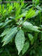 Aucuba japonica Thunb. - Japnsom