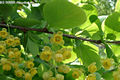 Berberis vulgaris L. - Sskaborbolya