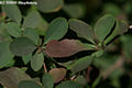 Berberis vulgaris L. - Sskaborbolya