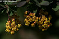 Berberis vulgaris L. - Sskaborbolya