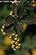 Berberis vulgaris L. - Sskaborbolya