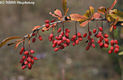 Berberis vulgaris L. - Sskaborbolya