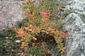 Berberis vulgaris L. - Sskaborbolya