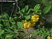 Berberis vulgaris L. - Sskaborbolya