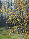 Betula pendula Roth - Kznsges nyr