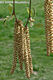 Betula pendula Roth - Kznsges nyr