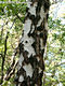 Betula pendula Roth - Kznsges nyr