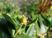 Buxus sempervirens L. - Tlizld puszpng