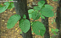 Carpinus betulus L. - Kznsges gyertyn