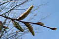 Carpinus betulus L. - Kznsges gyertyn