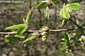 Carpinus orientalis Mill. - Keleti gyertyn