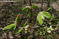 Carpinus orientalis Mill. - Keleti gyertyn