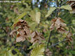 Carpinus orientalis Mill. - Keleti gyertyn