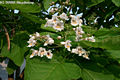 Catalpa bignonioides Walt. - Szivarfa