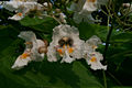 Catalpa bignonioides Walt. - Szivarfa