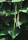 Catalpa bignonioides Walt. - Szivarfa