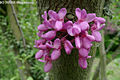 Cercis siliquastrum L. - Jdsfa