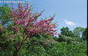 Cercis siliquastrum L. - Jdsfa