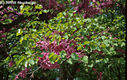 Cercis siliquastrum L. - Jdsfa