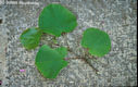 Cercis siliquastrum L. - Jdsfa