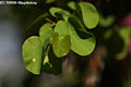 Cercis siliquastrum L. - Jdsfa