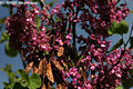 Cercis siliquastrum L. - Jdsfa