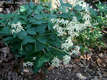 Clematis recta L. - Egyenes iszalag
