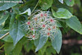 Clematis vitalba L. - Erdei iszalag