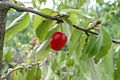 Cornus mas L. - Hsos som