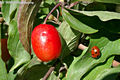 Cornus mas L. - Hsos som