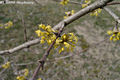 Cornus mas L. - Hsos som