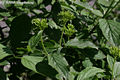 Cornus sanguinea L. - Veresgyr som