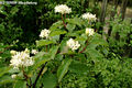 Cornus sanguinea L. - Veresgyr som