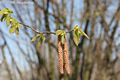 Corylus avellana L. - Kznsges mogyor