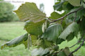 Corylus avellana L. - Kznsges mogyor