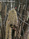 Corylus avellana L. - Kznsges mogyor
