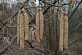 Corylus avellana L. - Kznsges mogyor