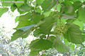 Corylus colurna L. - Trk mogyor